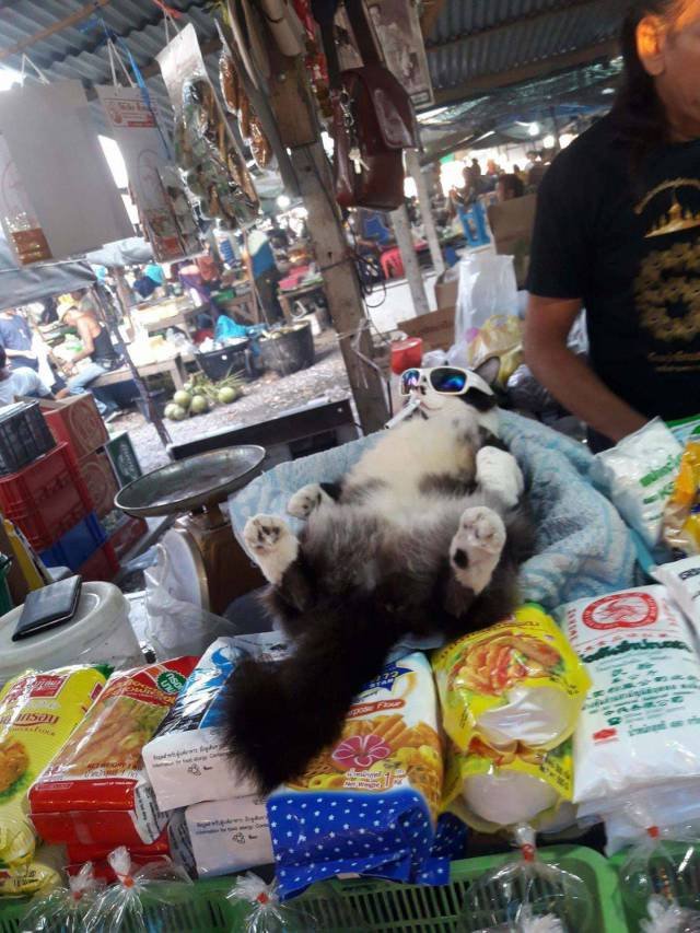 Bildschirmarbeiter - Picdump 19.01.2018