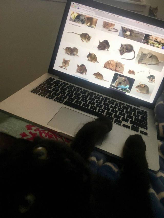 Bildschirmarbeiter - Picdump 26.01.2018