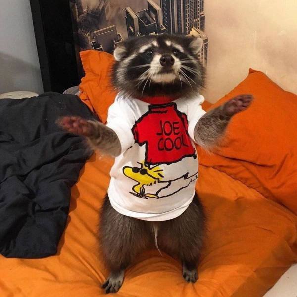 Bildschirmarbeiter - Picdump 16.02.2018