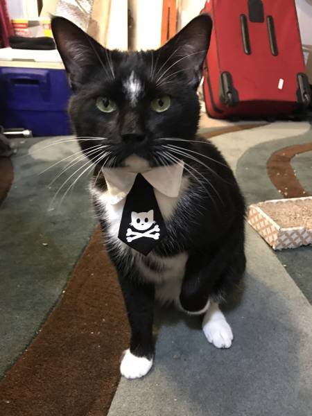 Bildschirmarbeiter - Picdump 09.03.2018