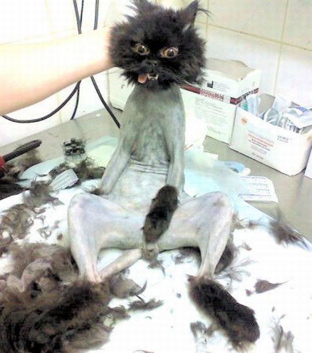 Bildschirmarbeiter - Picdump 16.03.2018