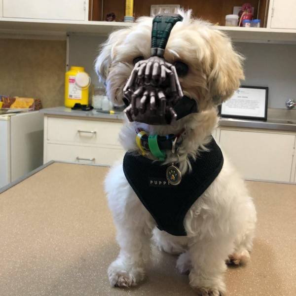 Bildschirmarbeiter - Picdump 13.04.2018