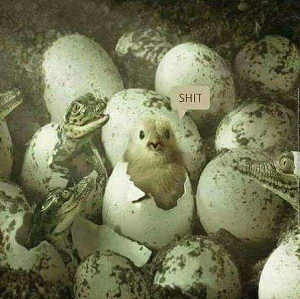 Bildschirmarbeiter - Picdump 20.04.2018