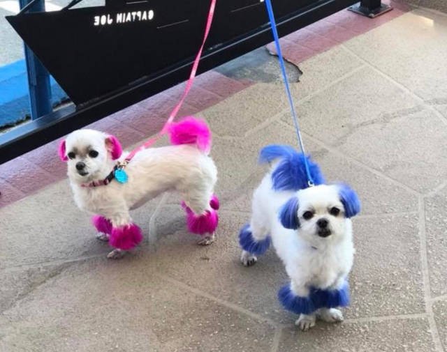 Bildschirmarbeiter - Picdump 20.04.2018