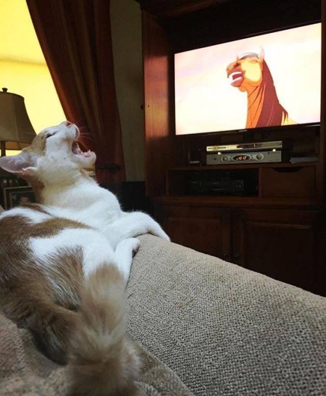 Bildschirmarbeiter - Picdump 04.05.2018