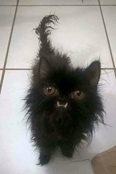 Bildschirmarbeiter - Picdump 04.05.2018