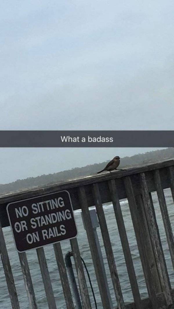 Bildschirmarbeiter - Picdump 11.05.2018