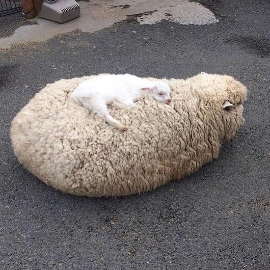 Bildschirmarbeiter - Picdump 01.06.2018