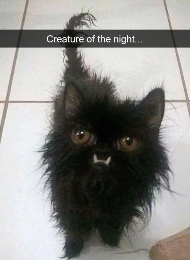 Bildschirmarbeiter - Picdump 01.06.2018