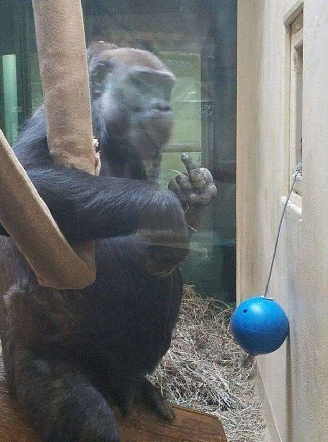 Bildschirmarbeiter - Picdump 08.06.2018