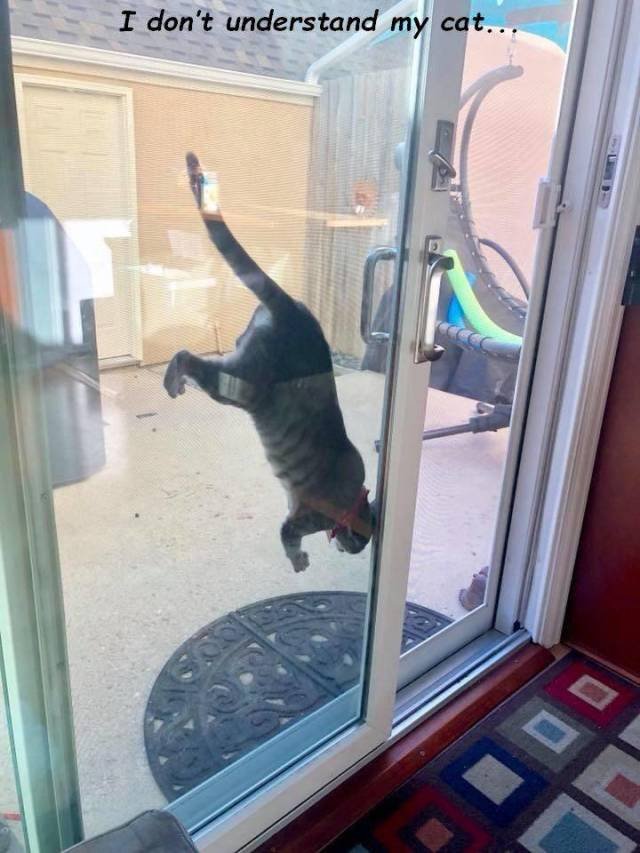 Bildschirmarbeiter - Picdump 08.06.2018