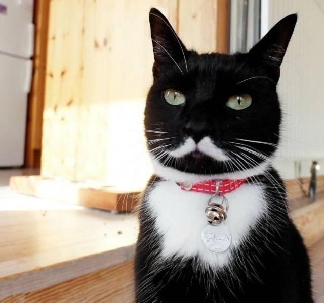 Bildschirmarbeiter - Picdump 15.06.2018