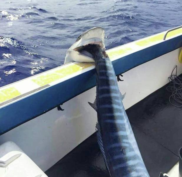 Bildschirmarbeiter - Picdump 22.06.2018