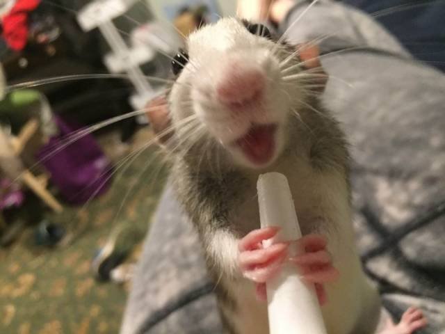 Bildschirmarbeiter - Picdump 22.06.2018