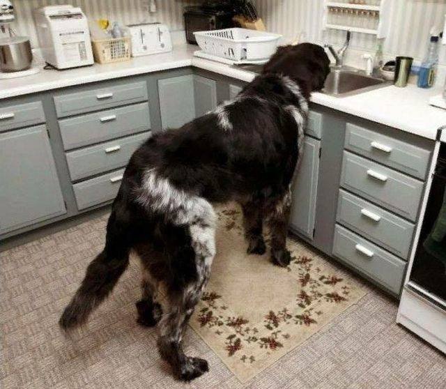 Bildschirmarbeiter - Picdump 22.06.2018