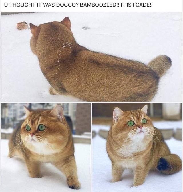 Bildschirmarbeiter - Picdump 20.07.2018