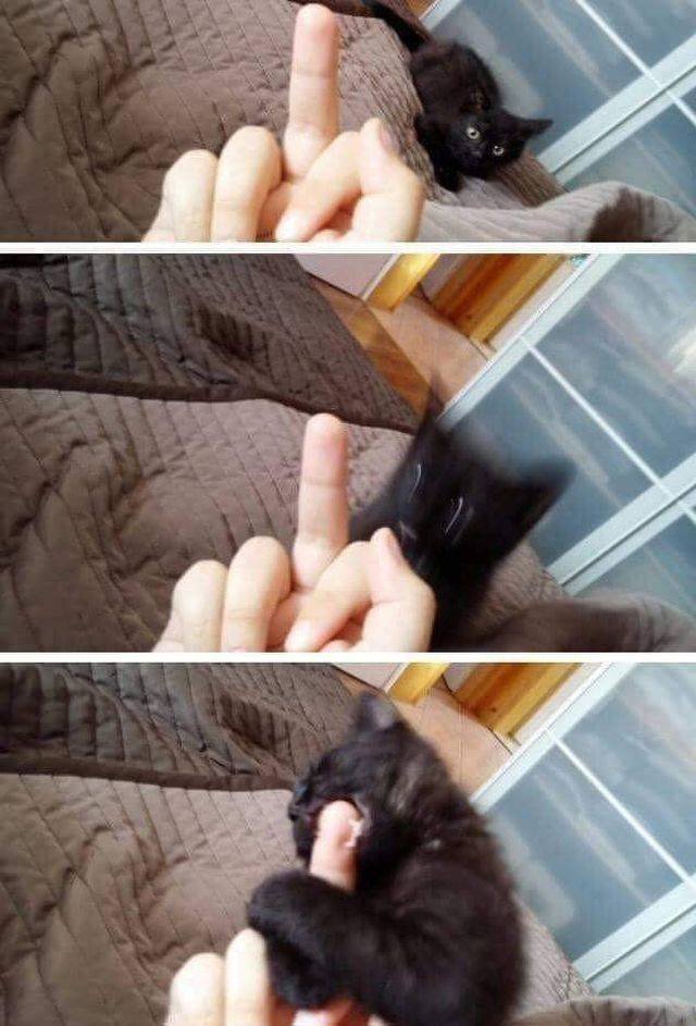 Bildschirmarbeiter - Picdump 03.08.2018