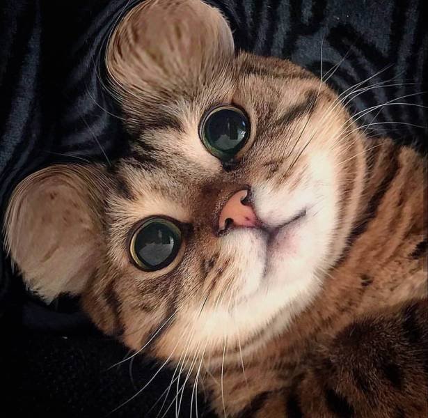 Bildschirmarbeiter - Picdump 03.08.2018