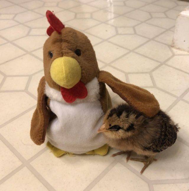 Bildschirmarbeiter - Picdump 07.09.2018