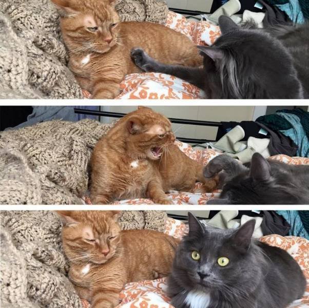 Bildschirmarbeiter - Picdump 05.10.2018