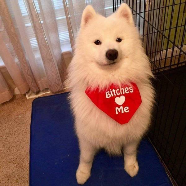 Bildschirmarbeiter - Picdump 05.10.2018