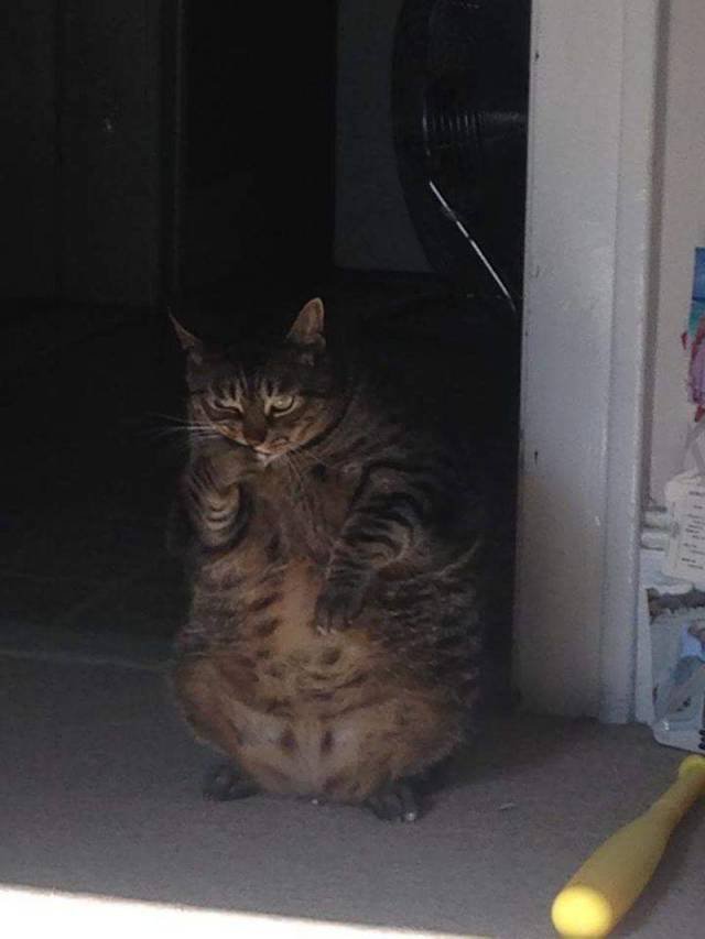 Bildschirmarbeiter - Picdump 09.11.2018