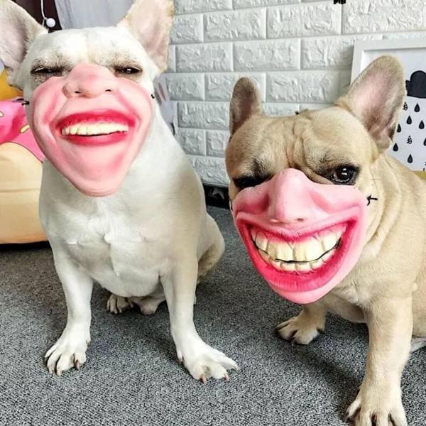 Bildschirmarbeiter - Picdump 14.12.2018