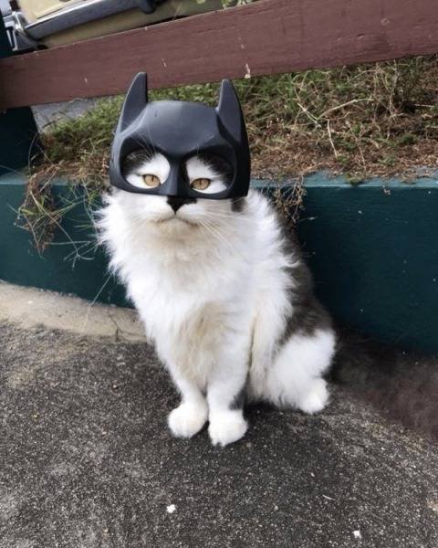 Bildschirmarbeiter - Picdump 11.01.2019