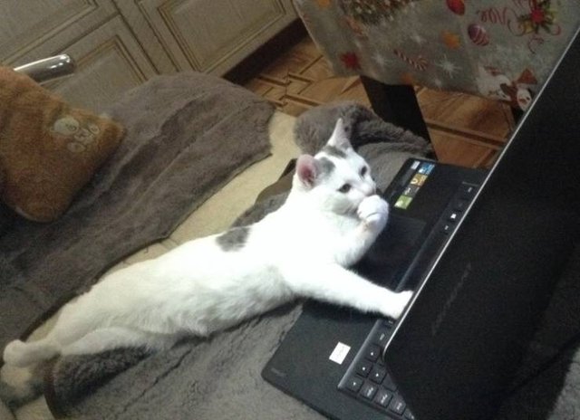 Bildschirmarbeiter - Picdump 08.02.2019