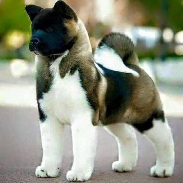 Bildschirmarbeiter - Picdump 08.02.2019