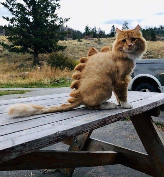 Bildschirmarbeiter - Picdump 15.02.2019