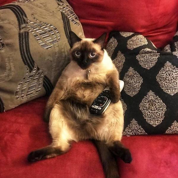 Bildschirmarbeiter - Picdump 15.02.2019