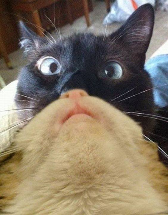 Bildschirmarbeiter - Picdump 15.02.2019