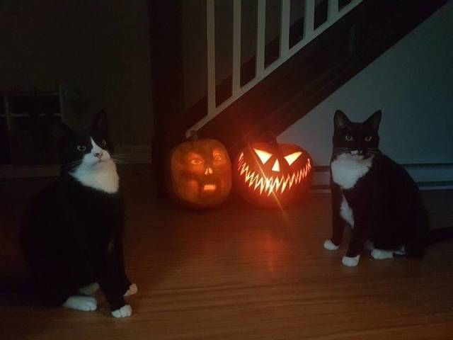 Bildschirmarbeiter - Picdump 05.04.2019