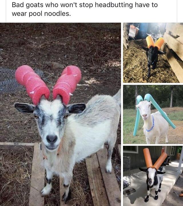 Bildschirmarbeiter - Picdump 31.05.2019