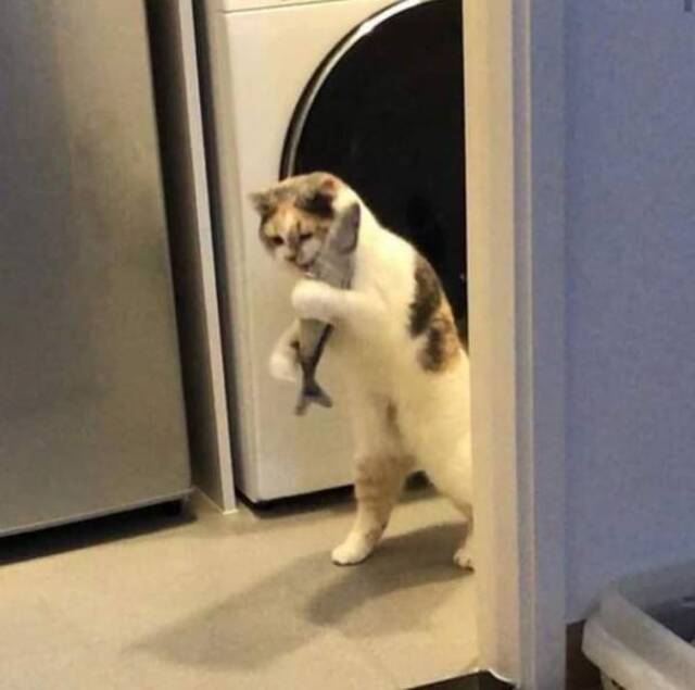 Bildschirmarbeiter - Picdump 18.10.2019