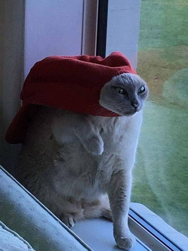 Bildschirmarbeiter - Picdump 29.11.2019