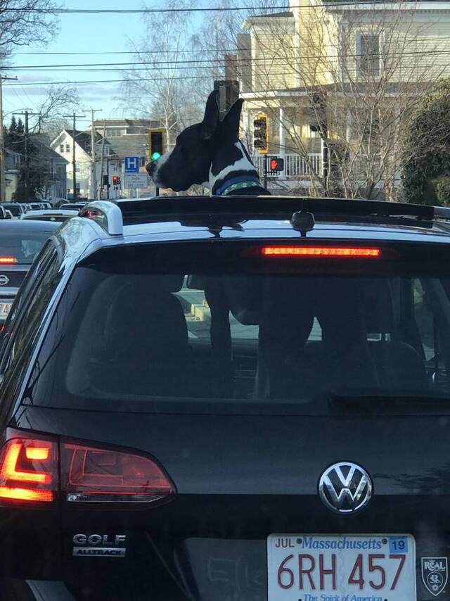 Bildschirmarbeiter - Picdump 17.01.2020