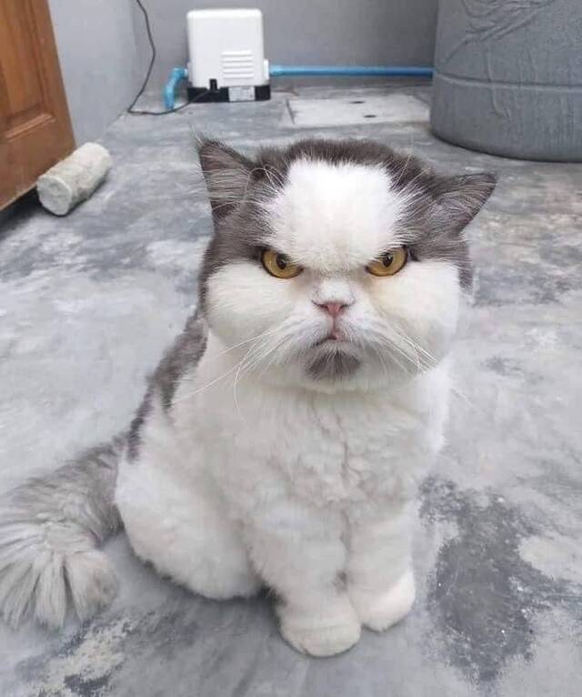 Bildschirmarbeiter - Picdump 31.01.2020