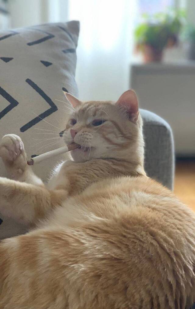 Bildschirmarbeiter - Picdump 07.02.2020