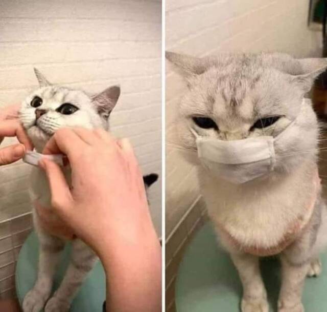 Bildschirmarbeiter - Picdump 20.03.2020