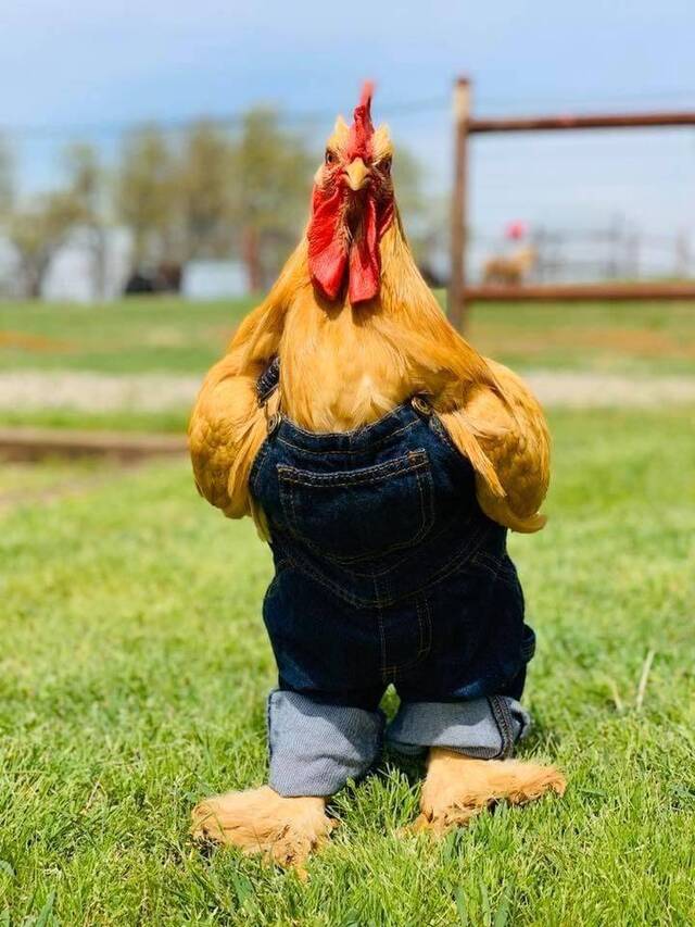 Bildschirmarbeiter - Picdump 17.04.2020