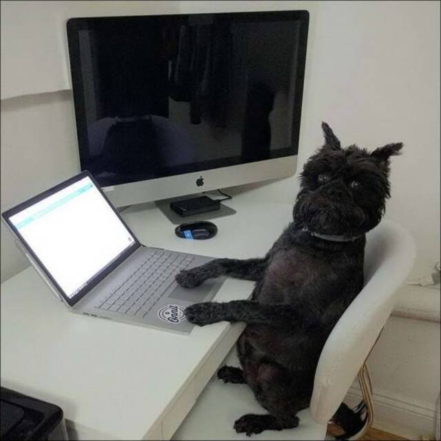 Bildschirmarbeiter - Picdump 08.05.2020