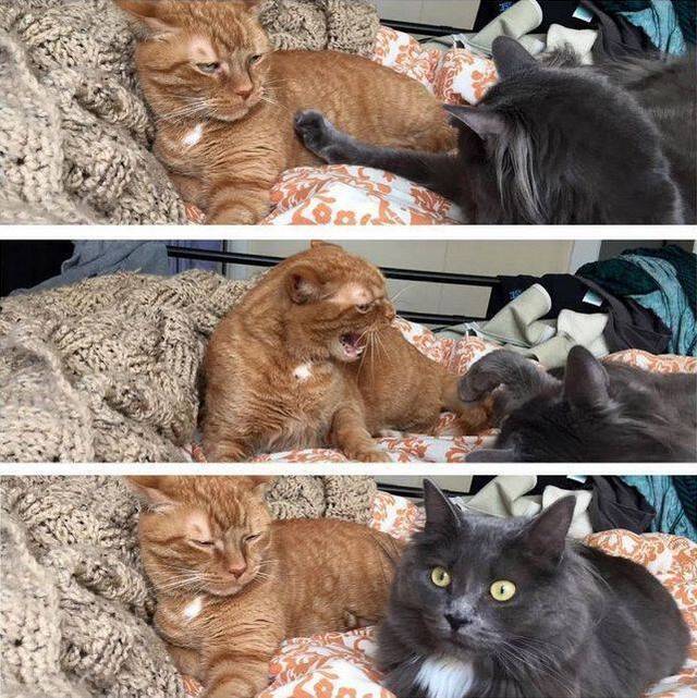 Bildschirmarbeiter - Picdump 08.05.2020