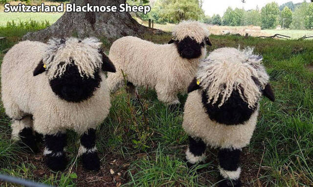 Bildschirmarbeiter - Picdump 15.05.2020