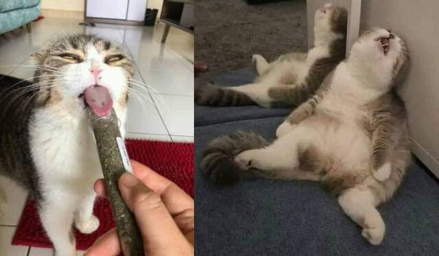 Bildschirmarbeiter - Picdump 29.05.2020