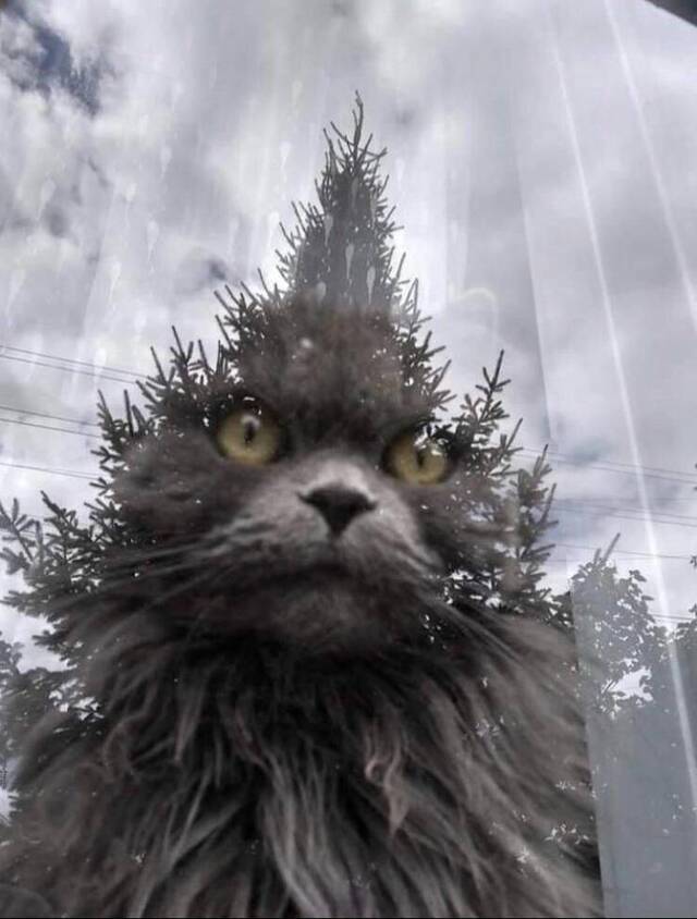 Bildschirmarbeiter - Picdump 10.07.2020