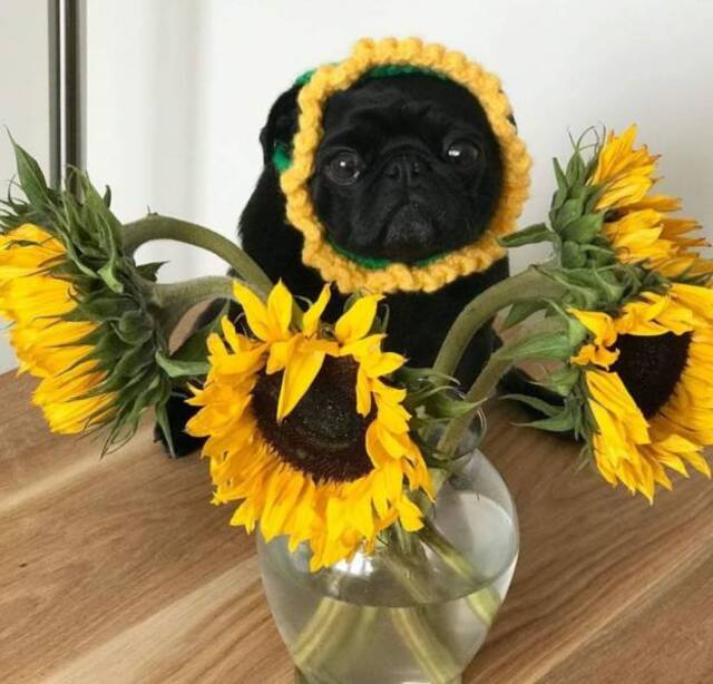 Bildschirmarbeiter - Picdump 10.07.2020