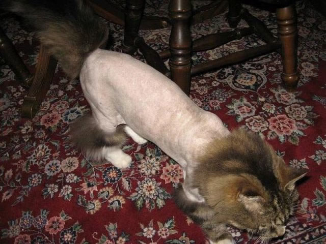 Bildschirmarbeiter - Picdump 03.12.2010