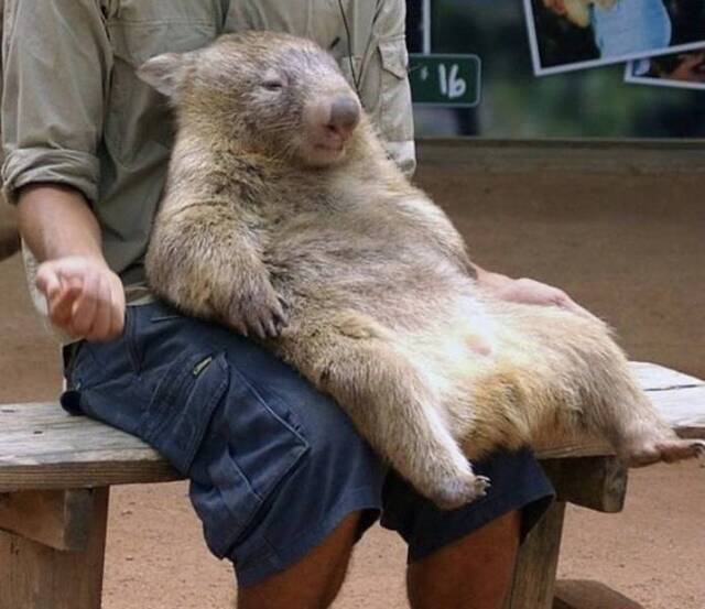 Bildschirmarbeiter - Picdump KW02 2021